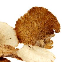 Product Tree sponge bleached 1kg