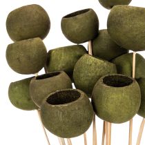 Product Bell Cup on a stem, green, dried exotic flowers, 5cm, 15 pieces