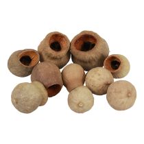 Product Bellgum Bell Fruit Capsule Fruit Natural Decoration Brown 500g
