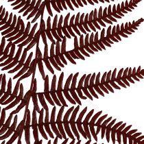 Product Fern decoration mountain fern dried leaves wine red 50cm 20pcs