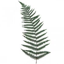 Mountain fern deco fern preserved fern leaves green 45cm 20p