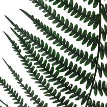 Mountain fern deco fern preserved fern leaves green 45cm 20p
