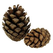 Mountain pine cones Pine cones 2kg