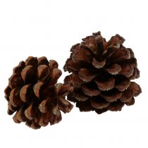 Mountain pine cone small nature 1kg