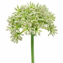 Allium artificial white 55cm