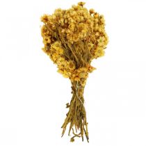 Product Mini straw flower yellow dried flowers bunch dry bouquet H20cm 15g