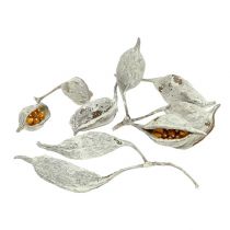 Product Brachyciton white washed 500g