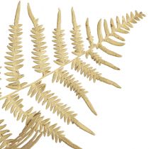 Product Dried flowers decoration fern dried fern leaves 70cm 10 pcs