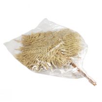 Product Dried flowers decoration fern dried fern leaves 70cm 10 pcs