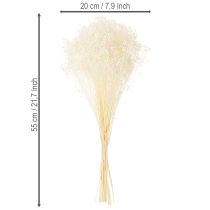 Product Broom Bloom Bleached Dried Flowers White Long Shelf Life 100g