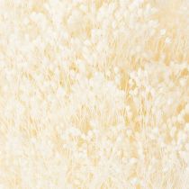 Product Broom Bloom Bleached Dried Flowers White Long Shelf Life 100g