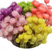 Dried Flowers Deco Cap Flowers Straw Flowers Colored H42cm