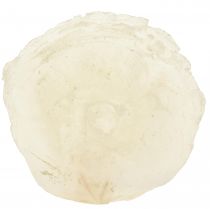 Product Capiz shells Capiz discs mother of pearl discs natural 7.5–9.5cm 300g