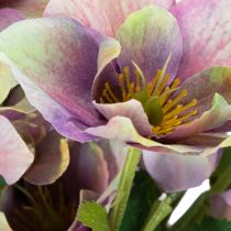 Product Artificial Christmas rose bunch with purple blossoms, 35cm, 6 pieces