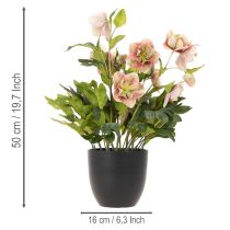 Product Artificial Helleborus potted plant, Christmas rose, for home decoration, 50cm