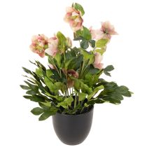 Product Artificial Helleborus potted plant, Christmas rose, for home decoration, 50cm