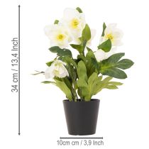 Product Artificial Christmas rose, potted plant, table decoration, 34cm