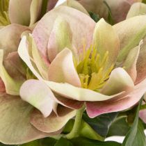 Product Christmas rose artificial flower decoration, 30cm bunch of 4 pieces