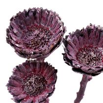 Product Compacta rosette blackberry frosted 20pcs