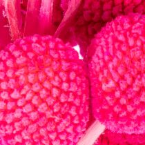 Product Craspedia dried flower bunch for floristry, 55cm, 20 pieces