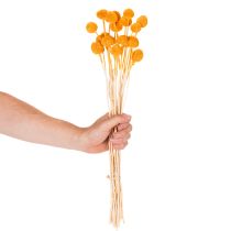 Product Craspedia dried flower bouquet 55cm 20pcs