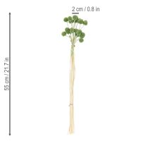 Product Dried Craspedia flower balls for stylish autumn decorations, 55cm, 20 pieces