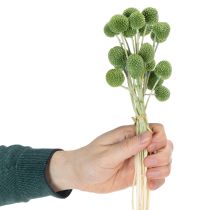 Product Dried Craspedia flower balls for stylish autumn decorations, 55cm, 20 pieces