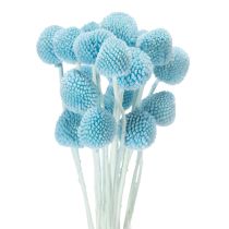 Product Craspedia dried flower decoration for vase, minimalist style, long-lasting summer decoration, 55cm, 20 pieces