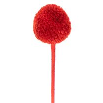 Product Dried Craspedia flowers, dyed, with long stems, 55cm, 20 pieces