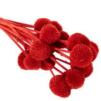 Product Dried Craspedia flowers, dyed, with long stems, 55cm, 20 pieces