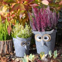 Product Decorative bucket owl planter zinc with handle Ø15/19cm set of 2