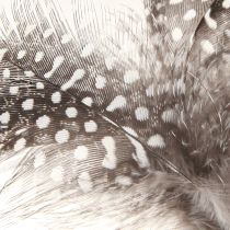 Product Decorative Feathers Guinea Fowl Dotted on Stick Natural L35cm 12 Pcs