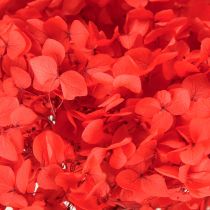 Product Decorative hydrangea: preserved dried flower for elegant interior design
