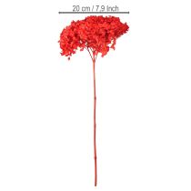 Product Decorative hydrangea: preserved dried flower for elegant interior design