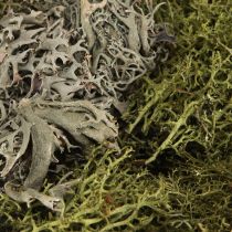 Product Decorative moss – real moss and lichen for floral arrangements 250g