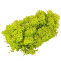 Product Deco moss light green reindeer moss preserved 400g