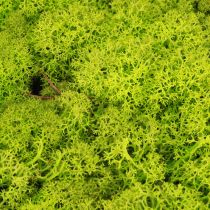 Product Deco moss light green reindeer moss preserved 400g