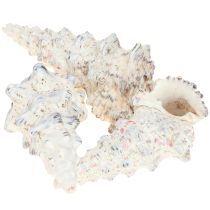 Product Decorative snail shells black and white, shell natural decoration 1kg