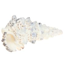 Product Decorative snail shells black and white, shell natural decoration 1kg