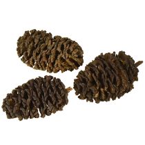Product Decorative cones alder cones natural for decorating 3-4cm 200g