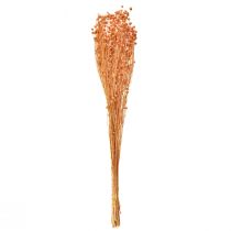 Product Decorative flax dried flowers apricot natural 80g boho decoration