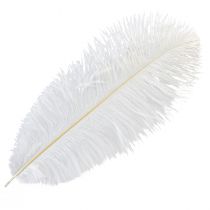 Product Ostrich Feathers Exotic Decoration White Feathers 32-35cm 4 Pcs