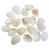 Deco Shell White Real shells in a raffia net deco maritime 400g