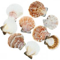 Product Deco shell white, red Real shells in raffia net table decoration 400g