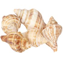Product Shells Decorative Cream Brown Striped 3cm–8cm 300g