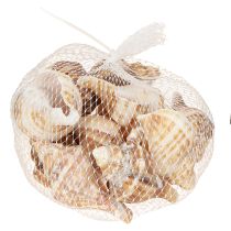 Product Shells Decorative Cream Brown Striped 3cm–8cm 300g