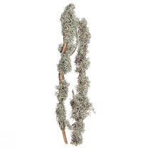 Product Decorative branches grey moss decorative branches lichen branches 30-60cm 1kg