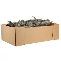Product Decorative branches, grey moss, lichen branches, 30-60cm, 1kg