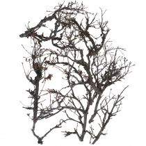 Product Deco branches bonsai wood deco branches 15-30cm 650g