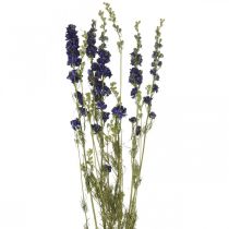 Dried delphinium, dry floristry, delphinium blue L64cm 25g
